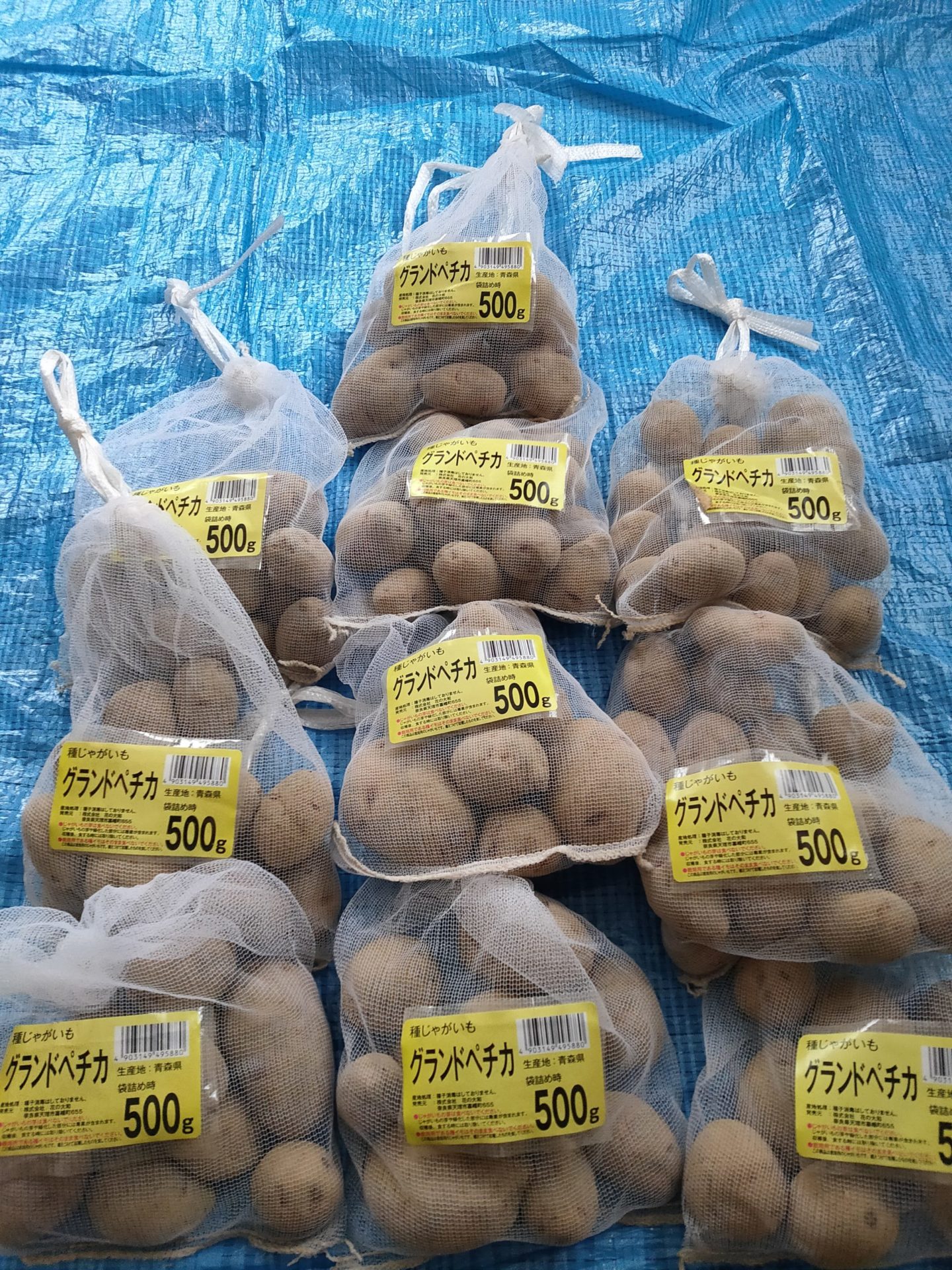 本物の 長崎県島原半島産 グランドペチカ デストロイヤー 種芋3kg+